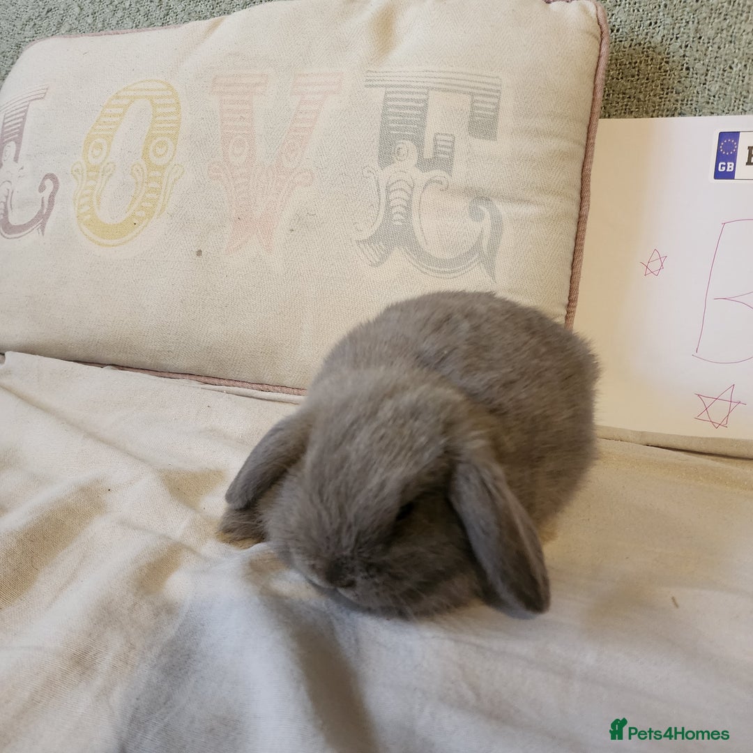 Mini Lop rabbits for sale: Stunning Mini Lop Bucks  - Image 4