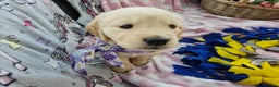 Golden Retriever dogs for sale: Astounding KC Registered Puppies  - Advert 22