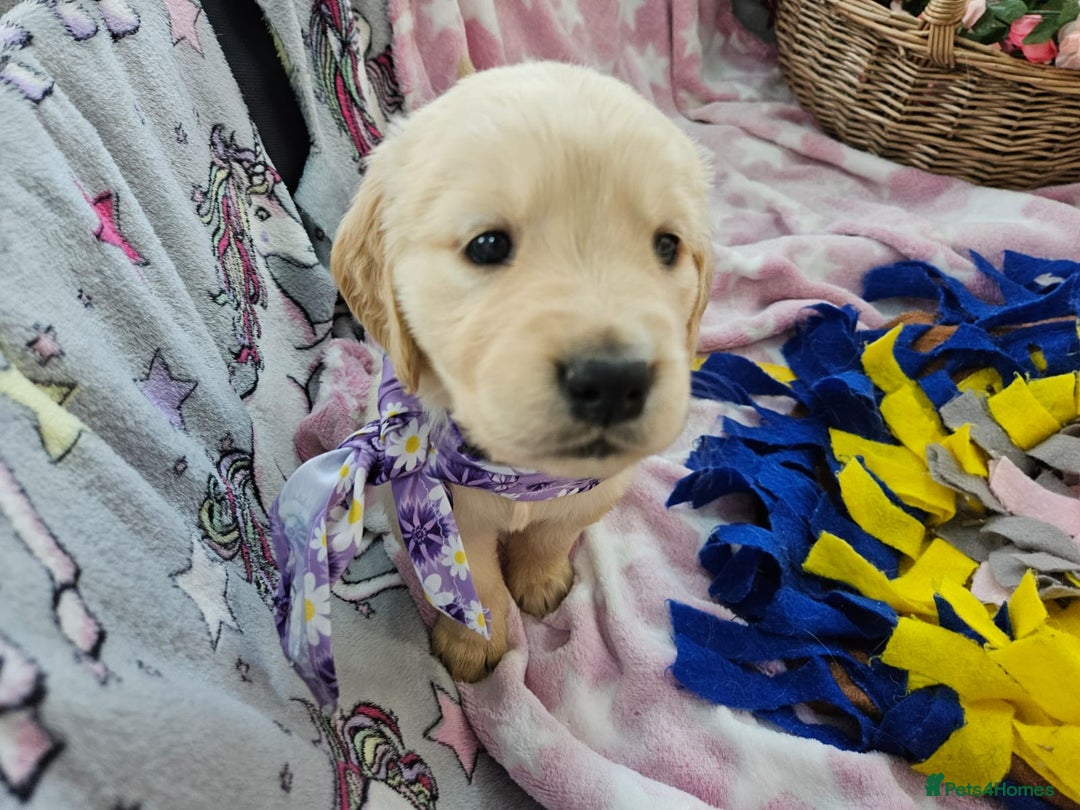 Golden Retriever dogs for sale: Astounding KC Registered Puppies  - Advert 22