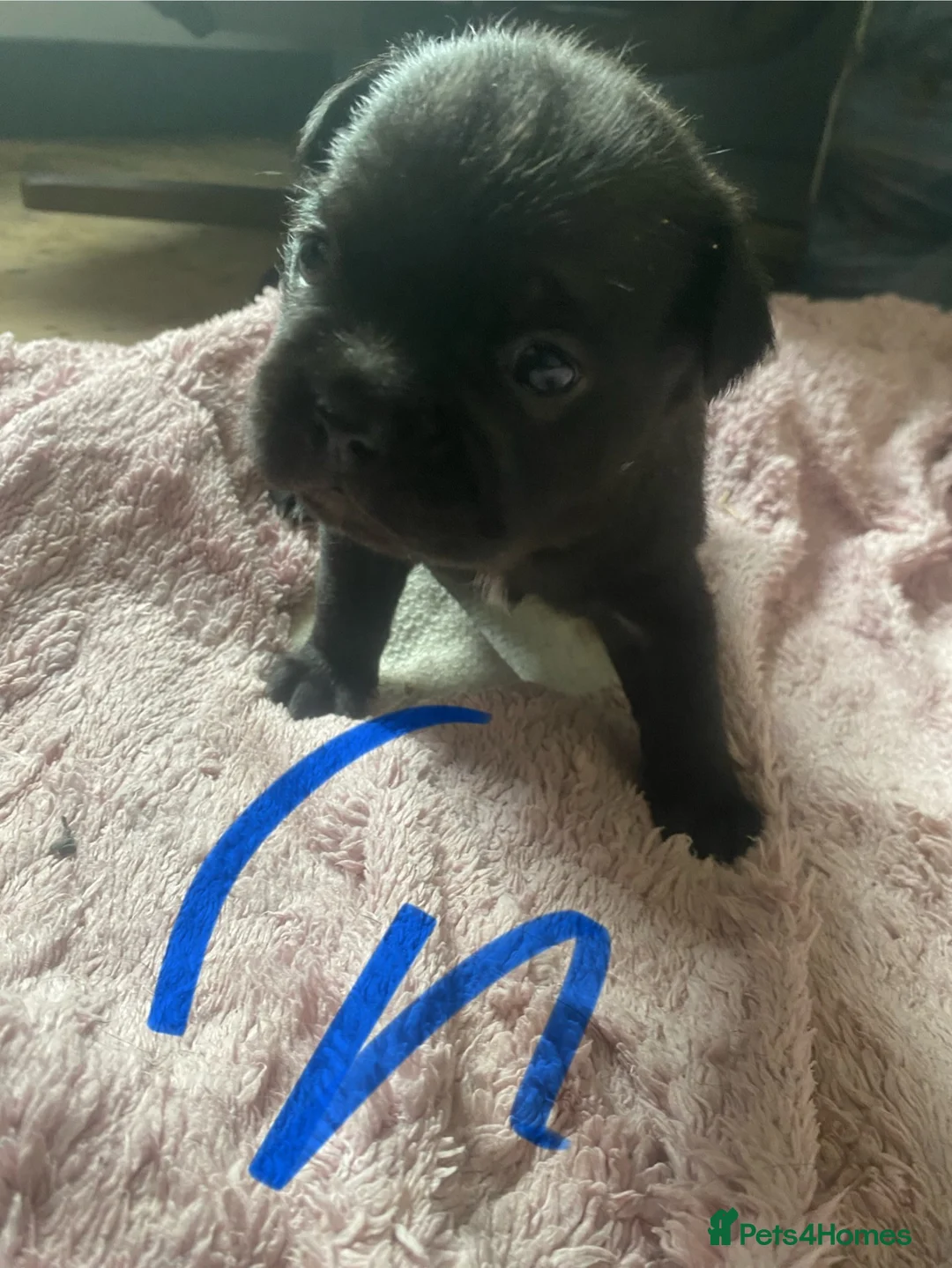 Mixed Breed dogs for sale: Fox terrier mixed with a frug  in Nottingham - Advert 2