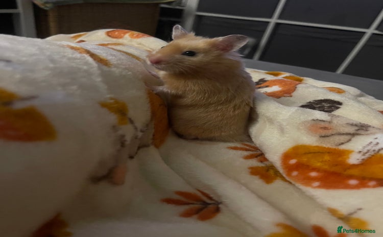 Hamster rodents - Advert 1