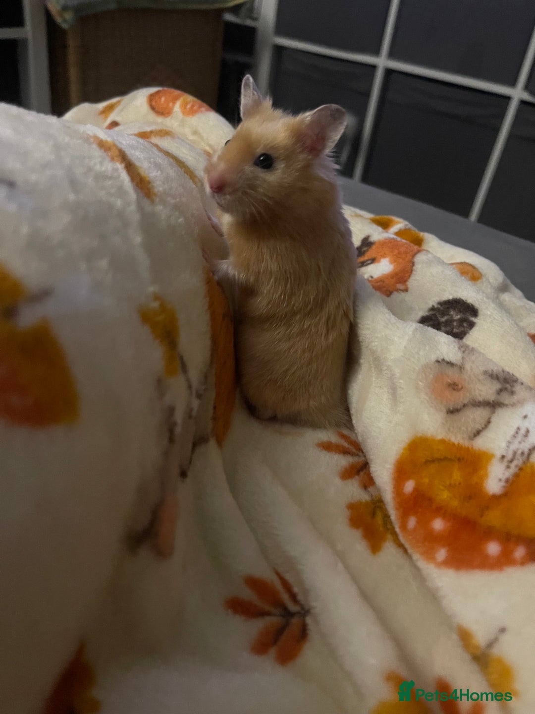 Hamster rodents for sale: Gorgeous male Syrian hamster  - Image 1