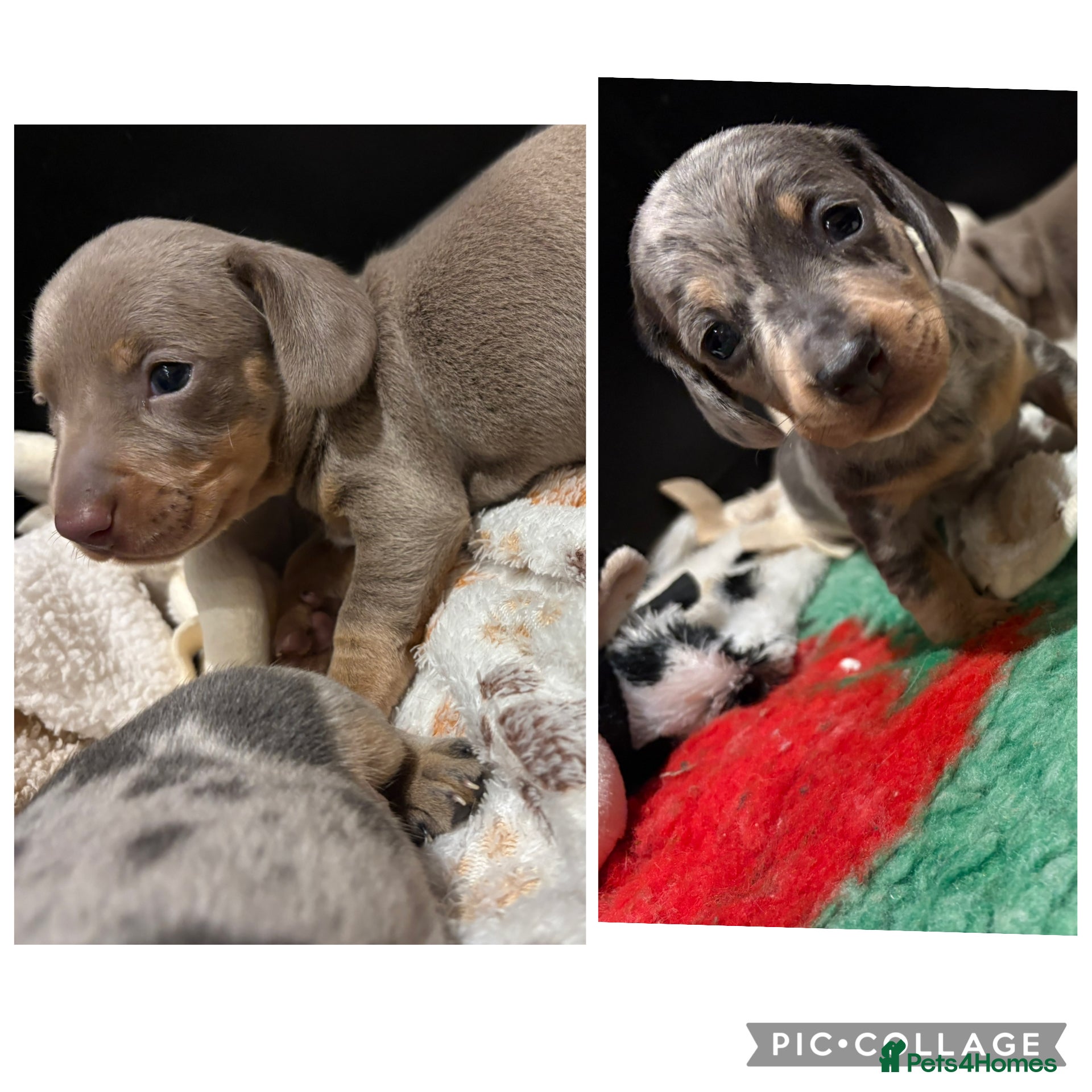 Miniature Dachshund dogs Miniature Dachshund KC Puppies  - Advert 11