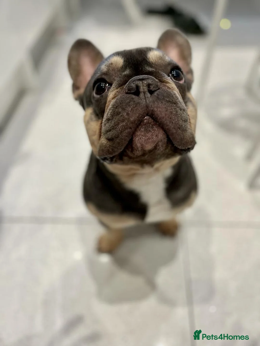 French Bulldog dogs for sale: Mr Rupert  in London - Advert 6