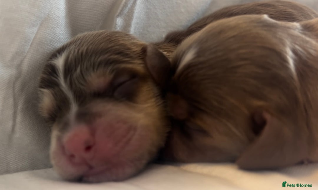 Cocker Spaniel dogs for sale: 🐶💕Newborn baby cockers💕🐶 - Image 3