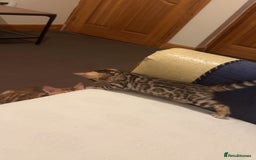 Bengal cats for sale: ⭐️⭐️QUALITY BENGAL FEMALE KITTEN⭐️⭐️ - Image 5
