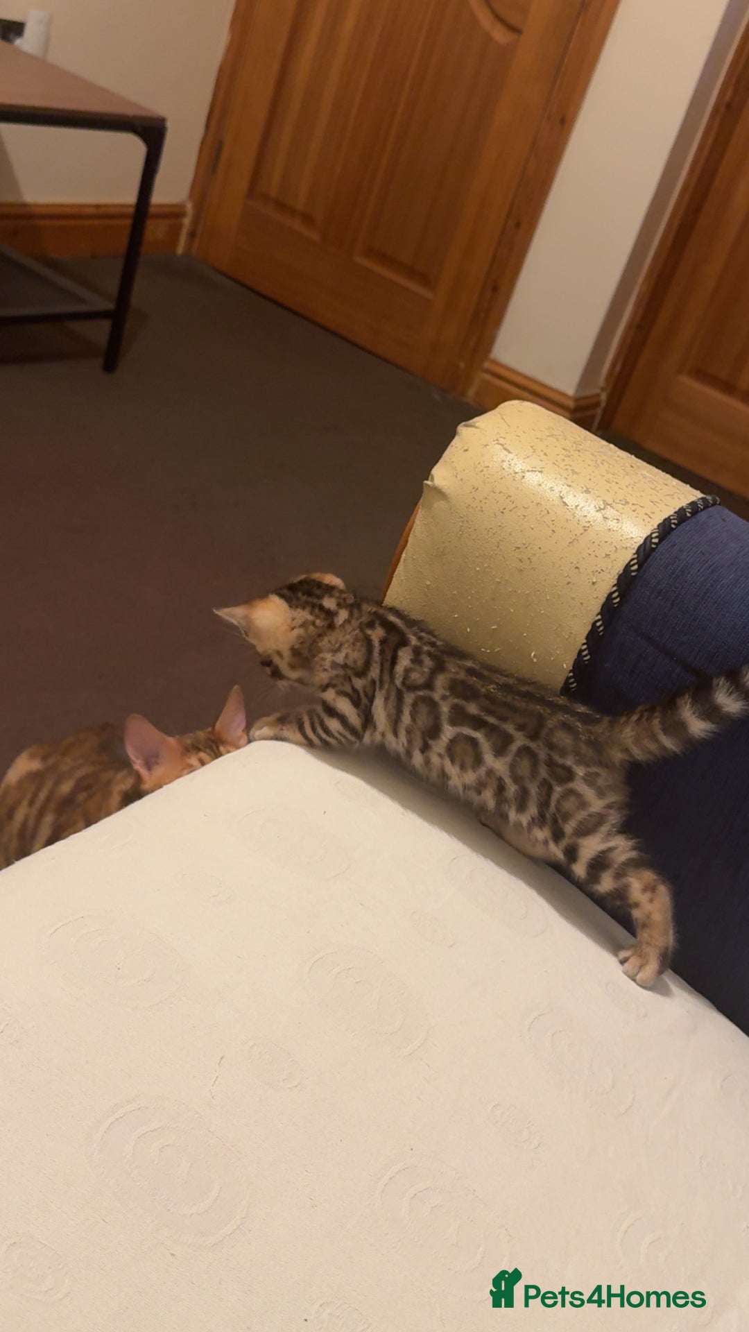 Bengal cats for sale: ⭐️⭐️QUALITY BENGAL FEMALE KITTEN⭐️⭐️ - Image 5