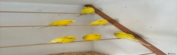 Budgerigars birds for sale: Lutino budgerigars  - Advert 2