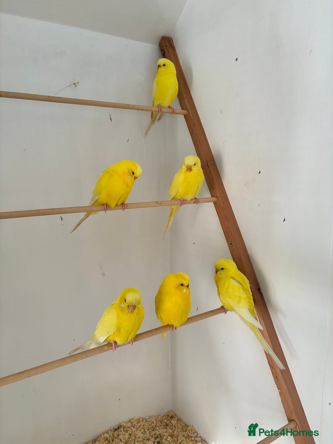 Budgerigars birds for sale: Lutino budgerigars  - Advert 2