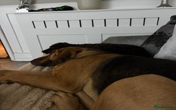 Irish Water Spaniel dogs for sale: Irish water spaniel pup - Image 3