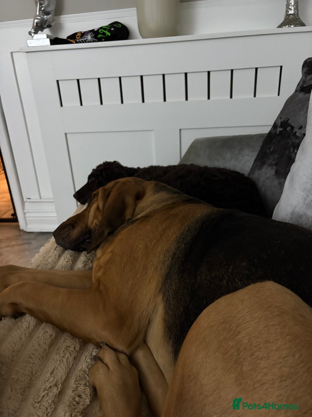 Irish Water Spaniel dogs for sale: Irish water spaniel pup - Image 3