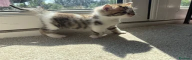 Bengal 1