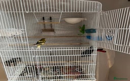 Canaries birds for sale: Male canary - Image 3
