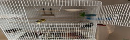 Canaries birds for sale: Male canary - Advert 3