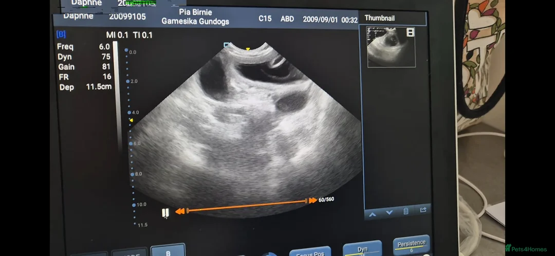 Cockapoo dogs for sale: Incoming fb1 cockapoos  in Bodmin - Advert 2