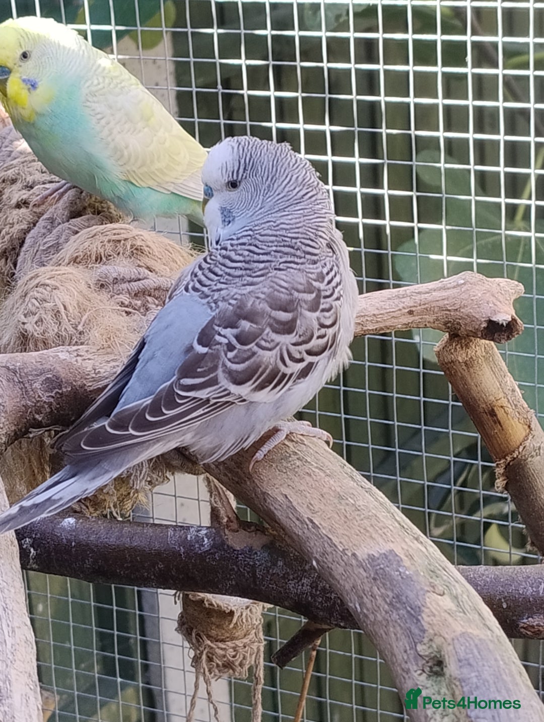 Budgerigars birds for sale: Young budgies, easily tamed - Image 9