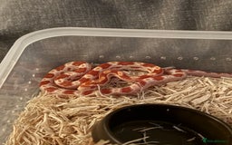 Corn Snake reptiles for sale: Only have 10 beautiful amel Cornsnakes left - Image 5
