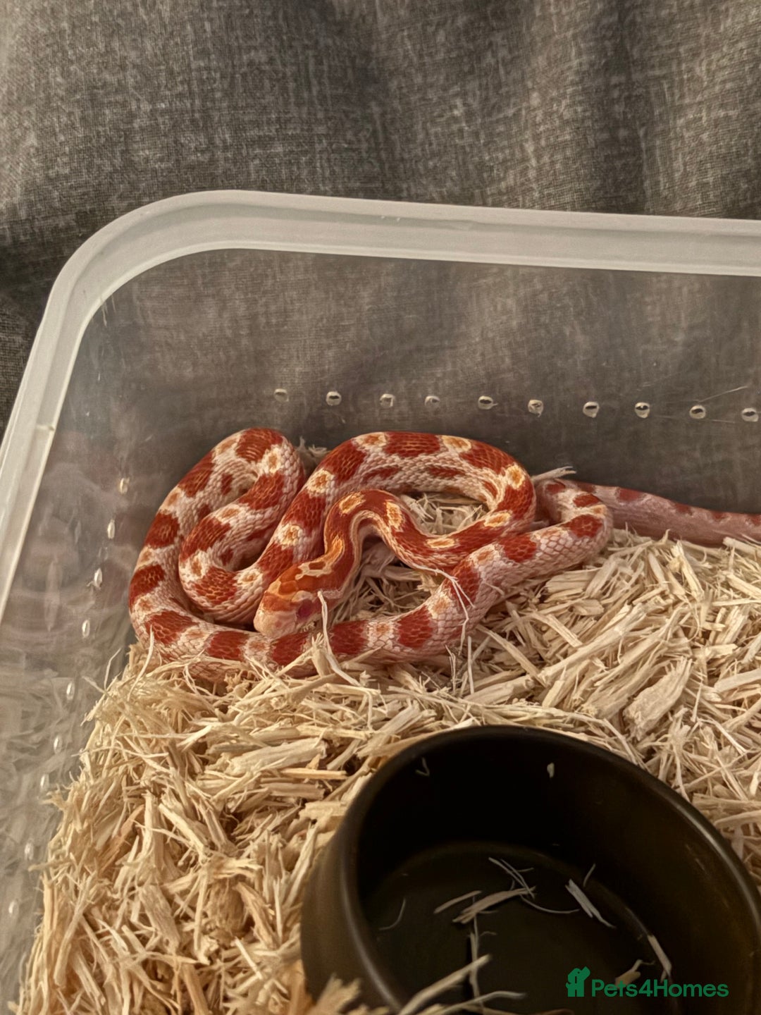 Corn Snake reptiles for sale: Only have 10 beautiful amel Cornsnakes left - Image 5