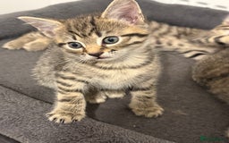 Mixed Breed cats for sale: 4 beautiful tabby kittens for sale  - Image 12