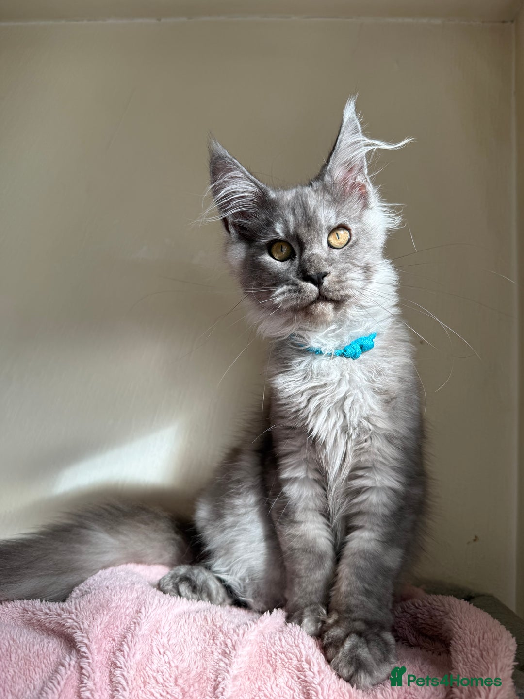 Maine Coon cats for sale: Pedigree GCCF Russian Import line Maine Coons - Image 3