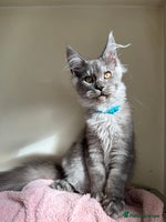 Maine Coon cats - Advert 15