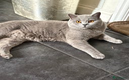 British Shorthair cats for sale: Marley - Image 2