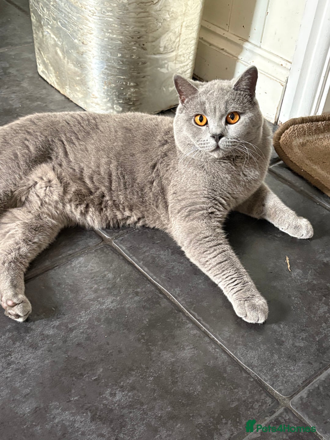 British Shorthair cats for sale: Marley - Image 2