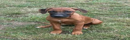 Rhodesian Ridgeback dogs for sale: Stunning girl - Advert 3
