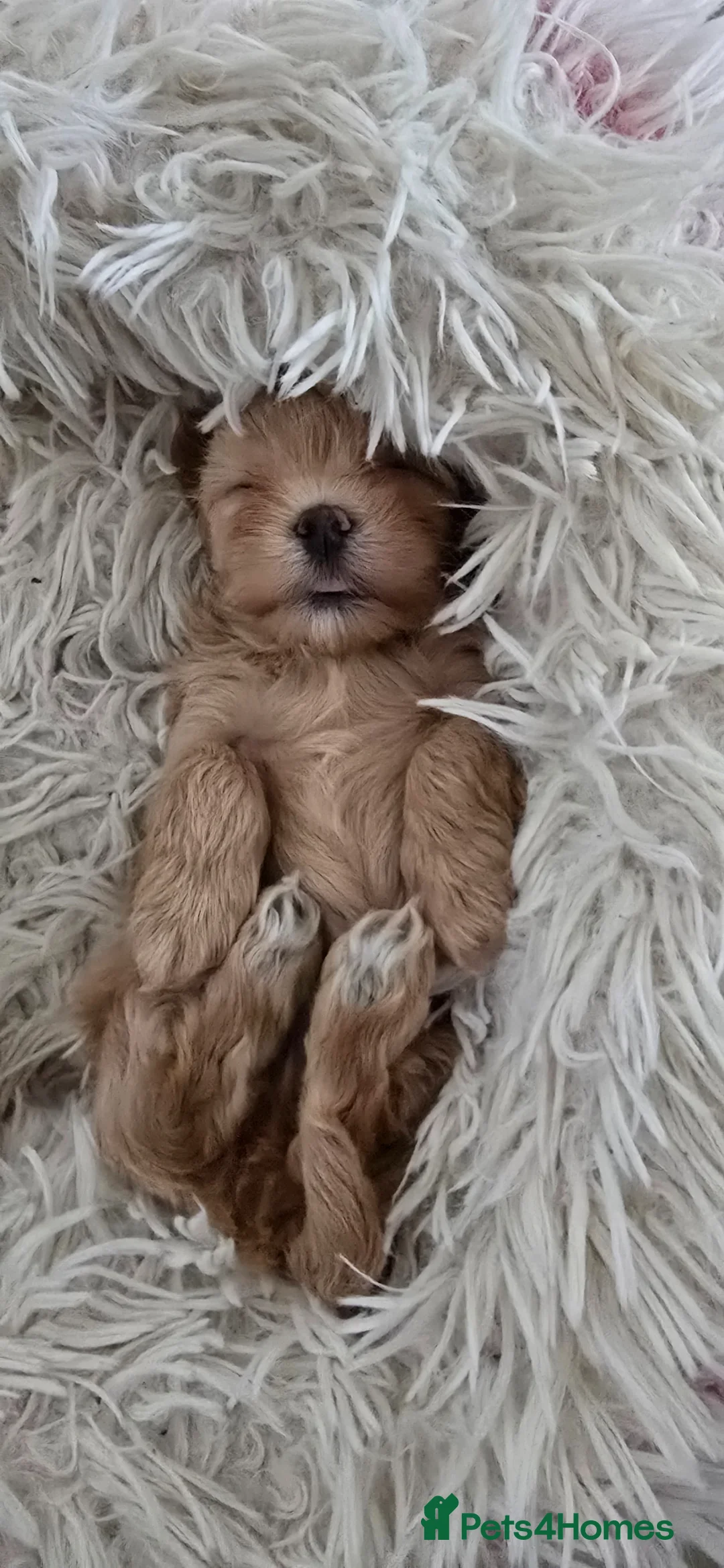 Maltipoo dogs for sale: 😍 You Will Fall in Love! Tiny Maltipoo Puppies 💕 - Advert 2