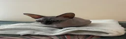 Sphynx cats for sale: Sphynx kittens in Milton Keynes - Advert 1