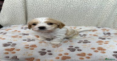 Cavachon dogs - Advert 2