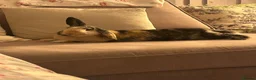 Mixed Breed rabbits for sale: Indoor rabbit in Winsford - Advert 2