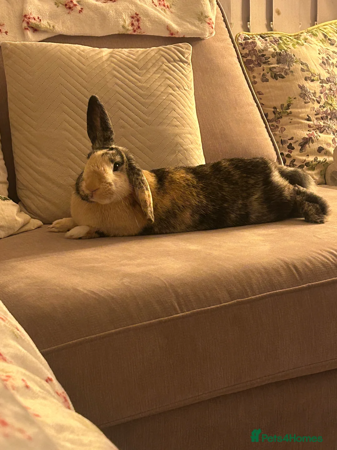 Mixed Breed rabbits for sale: Indoor rabbit in Winsford - Advert 2