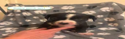 Mixed Breed dogs for sale: Beautiful mixed breed puppies - Advert 12