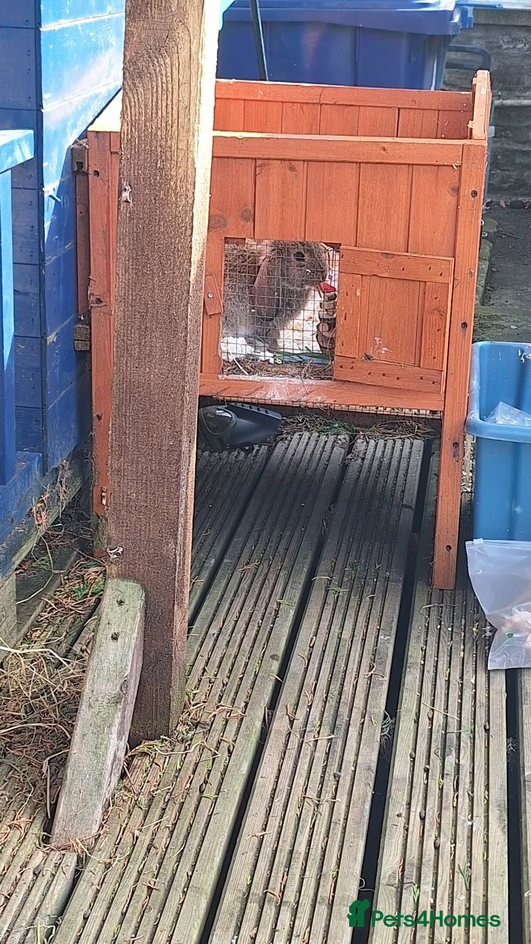 Mixed Breed rabbits 2 x Rabbits  - Advert 1