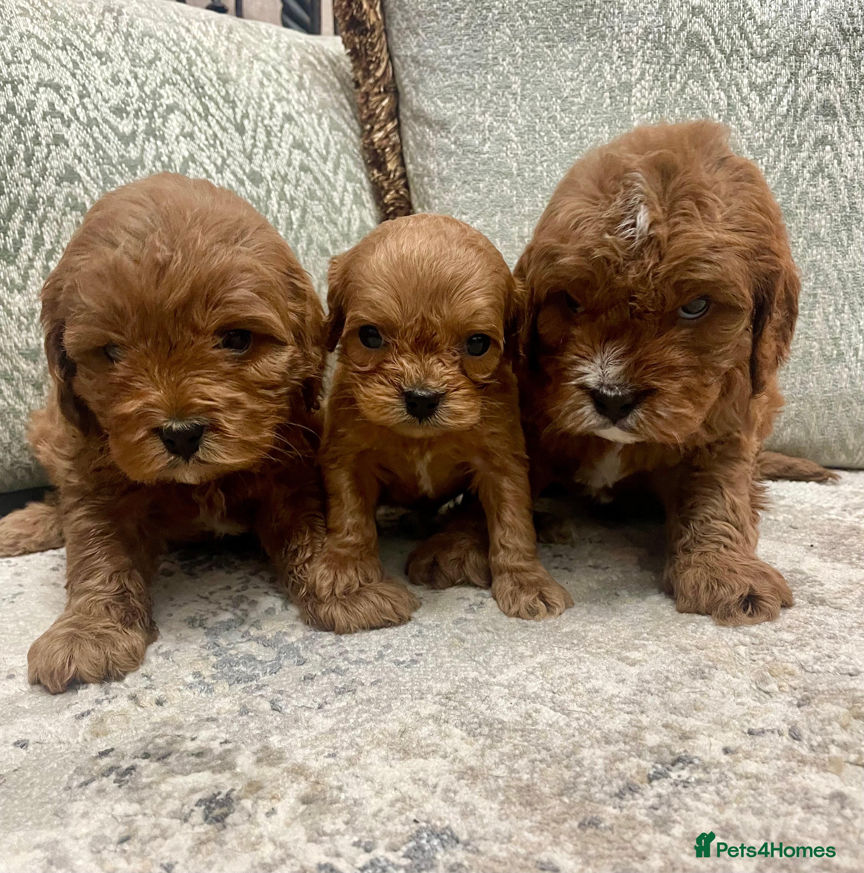 Cavapoo dogs Stunning Deep Red Health Tested F1 Cavapoos - Advert 6