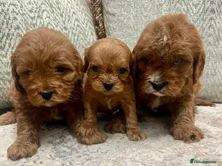 Cavapoo dogs Stunning Deep Red Health Tested F1 Cavapoos - Advert 6