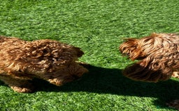 Cockapoo dogs for sale: Westcraigs Cockapoos - Image 2