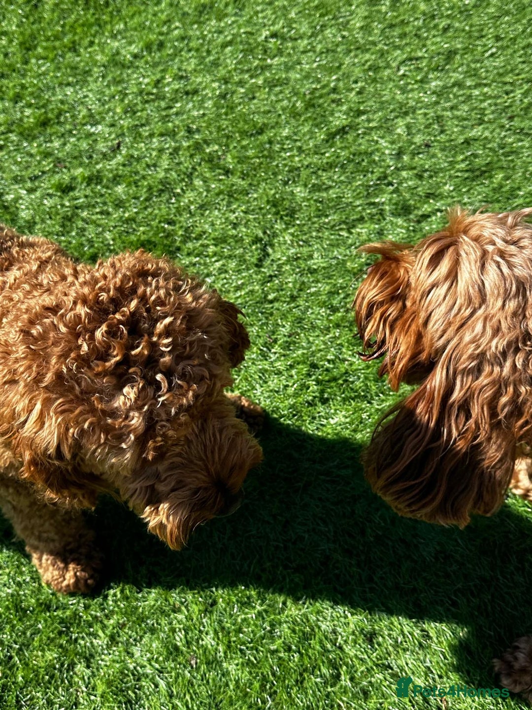 Cockapoo dogs for sale: Westcraigs Cockapoos - Image 2