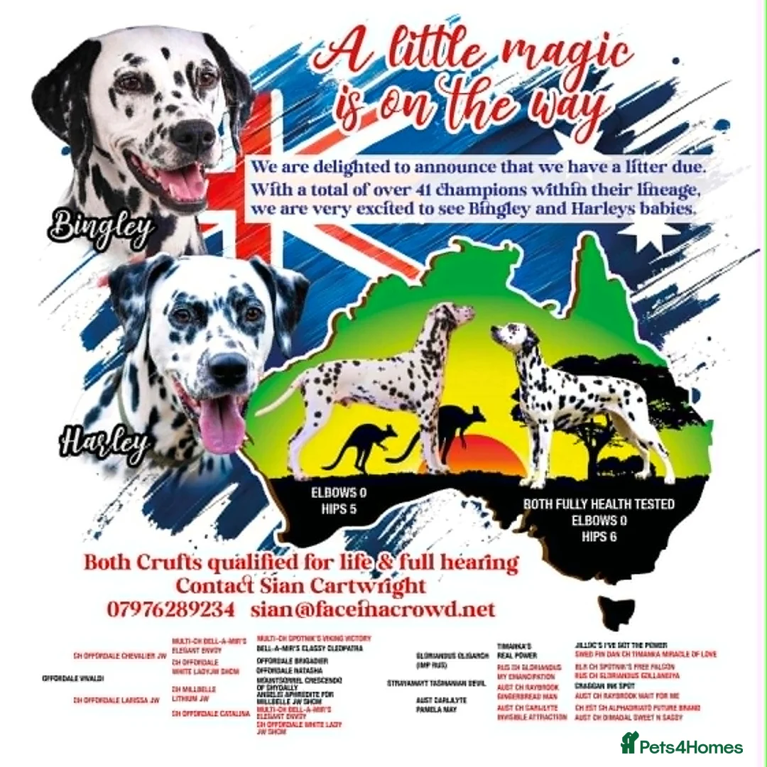 Dalmatian dogs for sale:  Harley, the enchanting half-Aussie is due soon. in Stafford - Advert 2