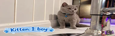 British Shorthair 1