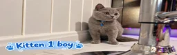British Shorthair cats for sale: 🐾 Beautiful British Blue Kittens Available! 🐾💙 - Advert 27