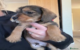 Dachshund dogs for sale: Wire haired dachshund puppies  - Advert 14