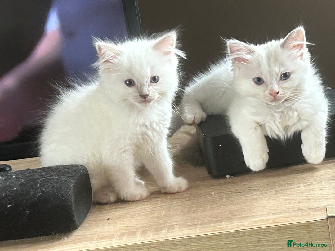 Ragdoll cats for sale: 2 MALE RAGDOLL KITTENS FOR SALE - Image 2