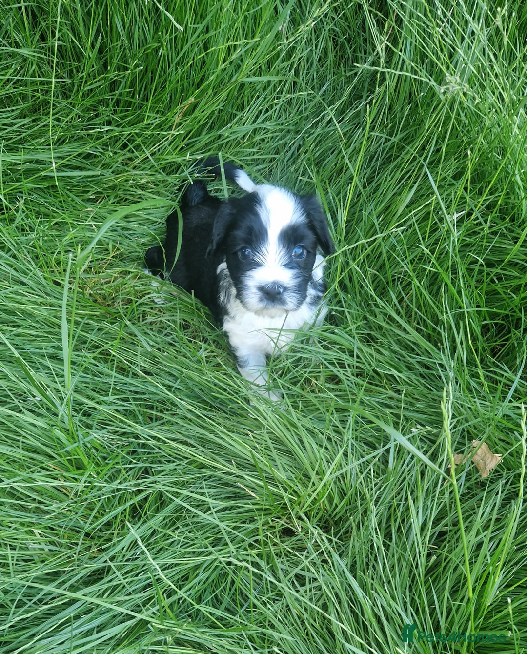 Tibetan Terrier dogs for sale: Pedigree KC reg Tibetan Terrier puppies in Cardiff - Image 13