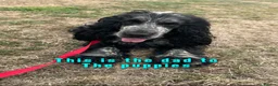 Cocker Spaniel dogs for sale: Show cocker spaniel for sale in Bristol - Advert 4