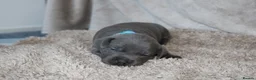 Staffordshire Bull Terrier dogs for sale: KC Staffords | Blue & Black | Champion Bloodlines - Advert 21