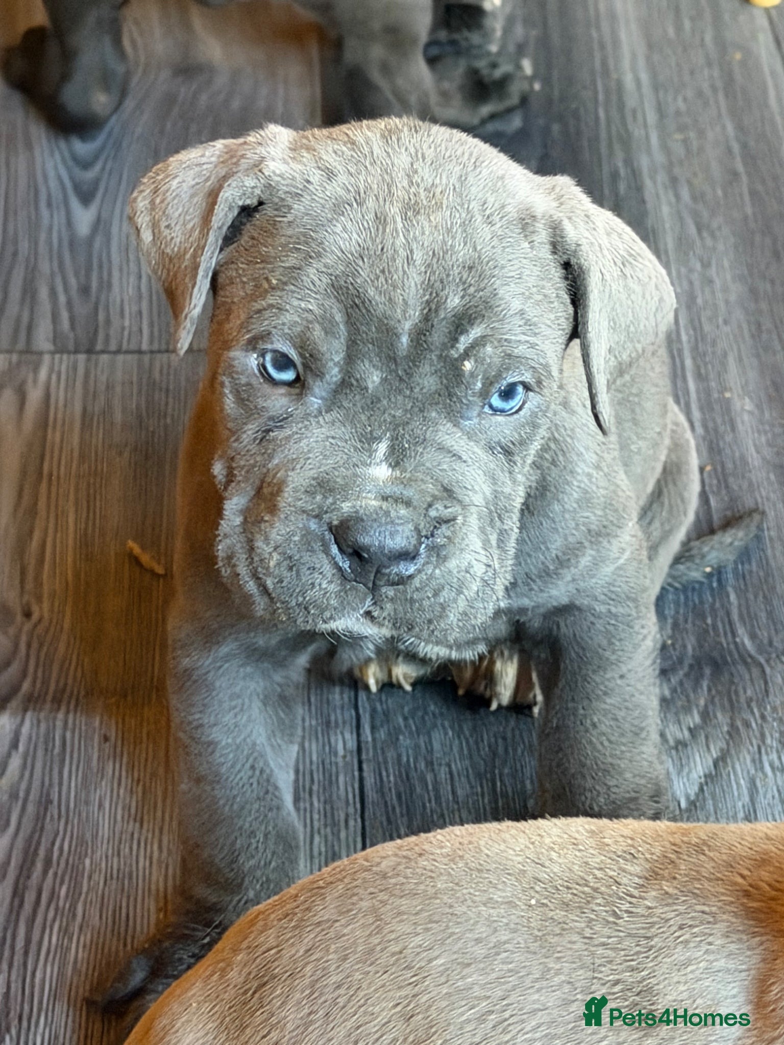 Cane Corso dogs PURE CANE CORSO PUPPIES FOR SALE !!!! - Advert 1