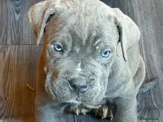 Cane Corso dogs PURE CANE CORSO PUPPIES FOR SALE !!!! - Advert 1