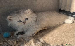Persian cats for sale: 7 x beautiful persian kittens ready Thursday 14/08 - Image 19